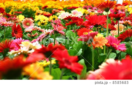 大阪駅時空広場の花々 8585683