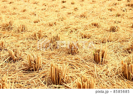 収穫後の稲株 8585685