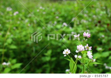 ミゾソバ 8585787