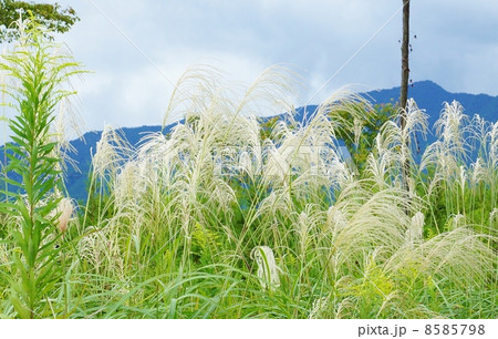 秋イメージ・愛鷹山の青い稜線とススキの穂たくさん・横位置 8585798
