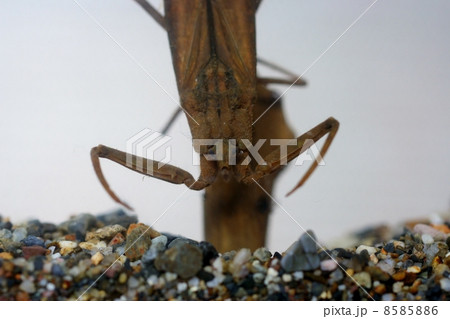 タイコウチアップ タイコウチアップ 8585886