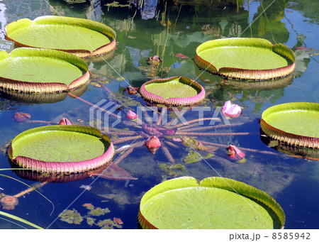 オオオニバス オオオニバス 8585942