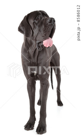great dane 8586012