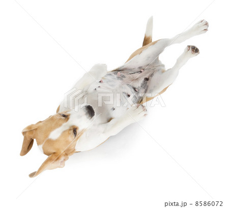 beagle dog beagle dog 8586072