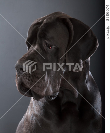 great dane 8586074