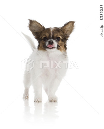Papillon puppy 8586083