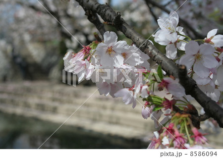 桜アップ① 8586094