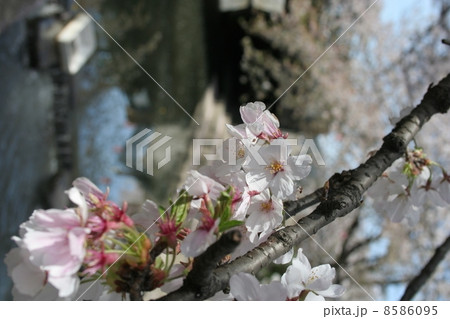 桜アップ② 8586095