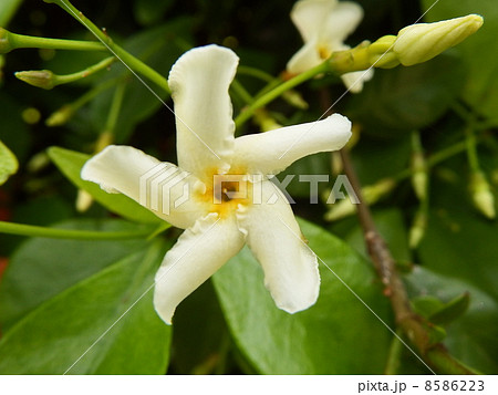 テイカカズラ テイカカズラ 8586223