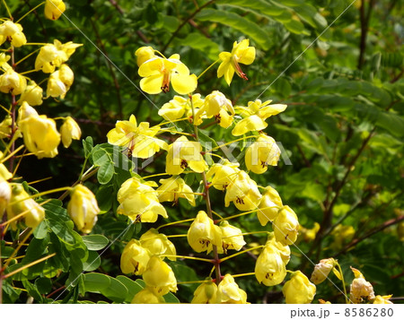 ジャケツイバラ ジャケツイバラ 8586280