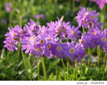 ハクサンコザクラ 8586944