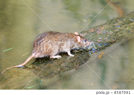 クマネズミ ドブネズミ の写真素材