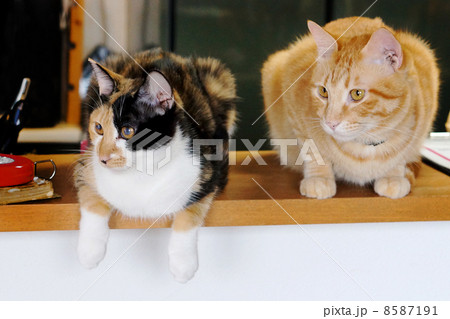 猫カフェ 8587191