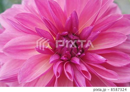 ダリアの花1 ダリアの花1 8587324