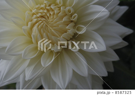 ダリアの花2 ダリアの花2 8587325