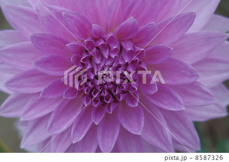 ダリアの花３ 8587326