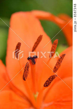 雄しべ　雌しべ 8587348