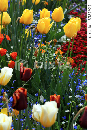 yellow and red tulips in garden yellow and red tulips in garden 8587927