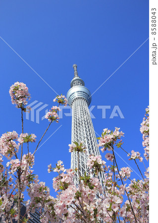 スカイツリーと桜 8588043