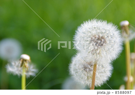 たんぽぽふわり 8588097