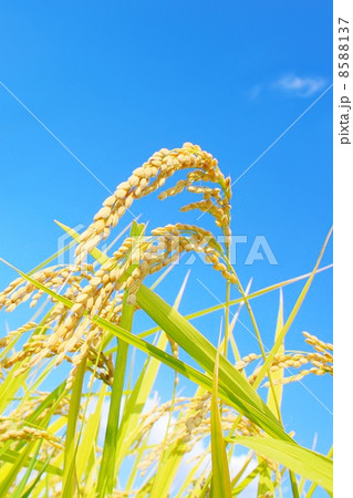 収穫前の稲穂 収穫前の稲穂 8588137