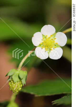 いちごの花 8588697