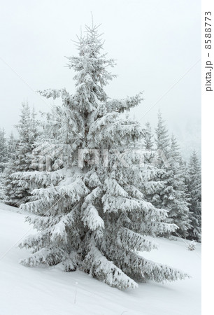 Winter dull day mountain fir trees 8588773