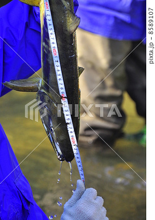 サケ捕獲 8589107