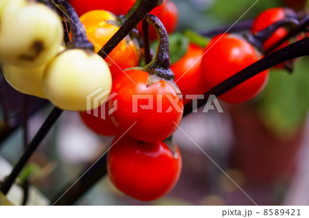 ミニトマト 花言葉 感謝 Tomateの写真素材