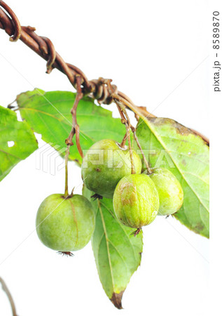 キウイフルーツと同じ仲間 キウイフルーツと同じ仲間 8589870