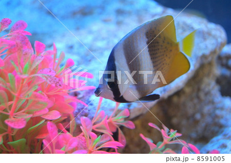 ミゾレチョウチョウウオ 熱帯魚の写真素材
