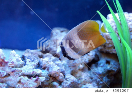 ミゾレチョウチョウウオ 熱帯魚の写真素材