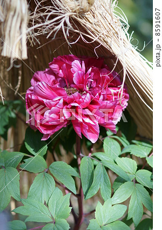 冬牡丹　島錦 8591607