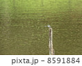 枯木とトンボ 8591884