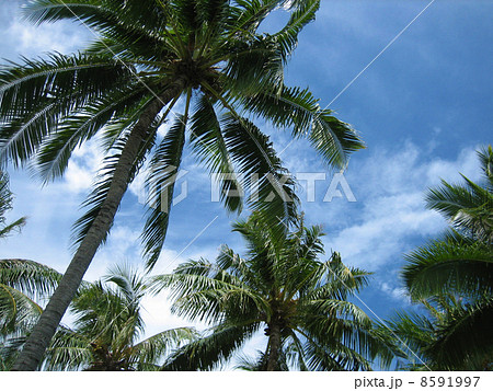 タヒチブルーは空にもありました タヒチブルーは空にもありました 8591997