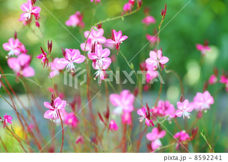 ガウラの花 8592241