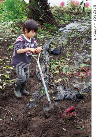 芋掘りをする子供 8592858