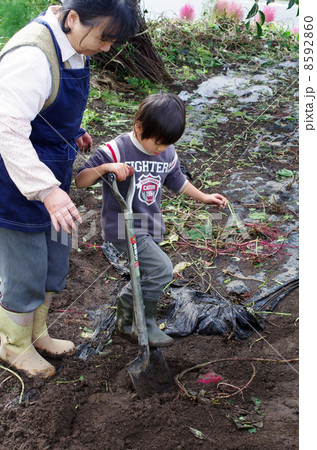 芋掘りをする子供 8592860