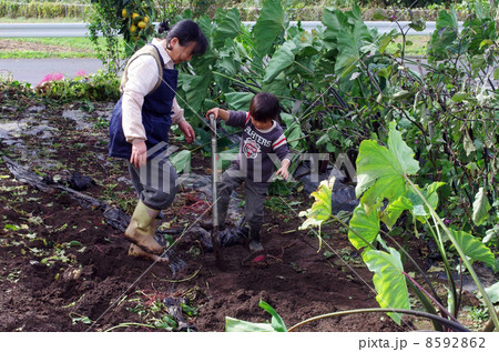 芋掘りをする子供 8592862