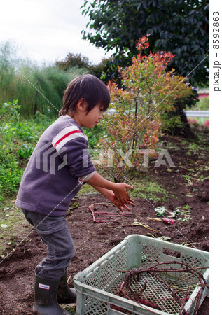 芋掘りをする子供 芋掘りをする子供 8592863