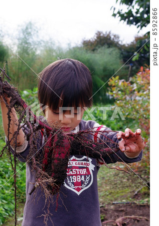 芋掘りをする子供 8592866