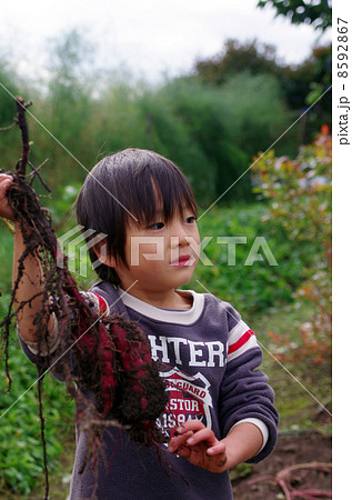 芋掘りをする子供 8592867