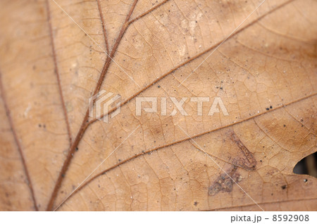 枯葉 8592908