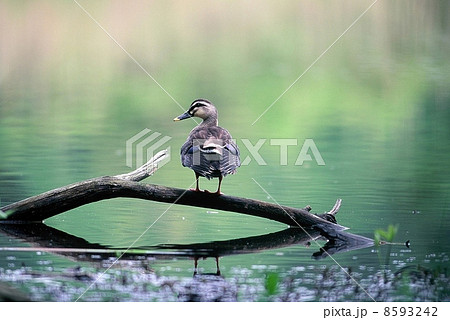 カルガモ 8593242