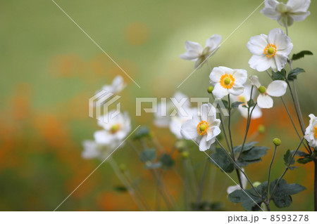 シュウメイギク 8593278