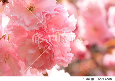 華やかな八重の関山桜の写真素材