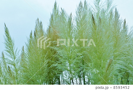 秋の背景素材・パンパスグラスの見事な花穂・空バック横位置アップ 秋の背景素材・パンパスグラスの見事な花穂・空バック横位置アップ 8593452