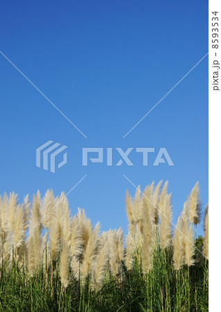 秋の背景素材・真っ青な秋空の下にパンパスグラスの一列の花穂・青空バック縦位置 8593534