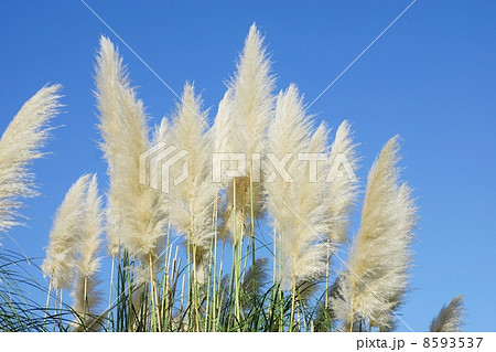 秋の背景素材・真っ青な秋空とパンパスグラスのフサフサな花穂アップ・青空バック横位置 8593537