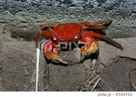 アカテガニの♂　長崎県生月島 8594702